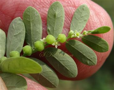   Inflorescence - Axillary cymules with one male and one female flower